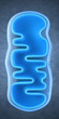 isolated mitochondrium