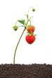 Strawberry growing out of the soil