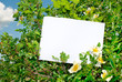 Briar bush with blank paper Briar bush with blank paper