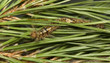 Dendrolimus pini