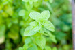 Pepermint on a garden Pepermint on a garden