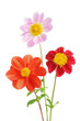 Various colored Dahlia flowers Various colored Dahlia flowers