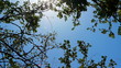 Trees, sun and sky background