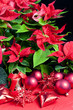 Christmas still life with Poinsettia Christmas still life with Poinsettia