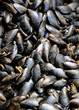 étal de moules chez le poissonnier