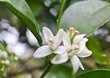 fleur d'oranger