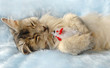 Photo: Cat sleeps holding a toy mouse Cat sleeps holding a toy mouse