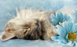 Photo: Cat asleep amongst flowers Cat asleep amongst flowers