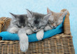 Photo: Three kittens sleeping on a chair Three kittens sleeping on a chair