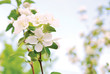 flowers apple