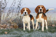 two beautifil beagles