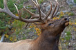 Bull elk, cervus canadensis