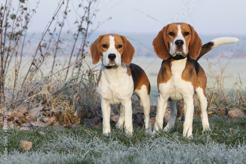Photo: two beautifil beagles two beautifil beagles