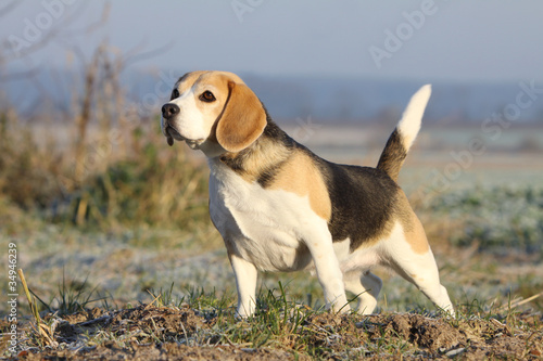 Photo: belle posture du beagle belle posture du beagle