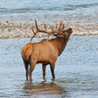 Bugling bull elk, cervus canadensis