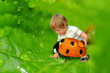 Tiny boy playing with a ladybird