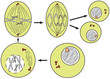 mitosis (cell division)-simple scheme