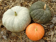 three colorful pumpkins on the ground three colorful pumpkins on the ground