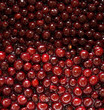 background of closeup fresh cherries background of closeup fresh cherries