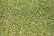 Photo: Background of grass Background of grass