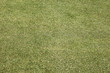 Photo: Green grass Green grass