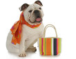 fancy dog