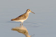 broad-billed sandpiper / Limicola falcinellus