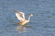 an immature of Mute swan taking off  / Cygnus olor