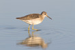 Wood Sandpiper in water with reflection / Tringa glareola