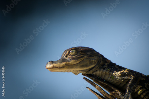 Photo: Alligator Hatchling Alligator Hatchling