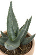 Aloe Vera-1