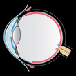 eye anatomy