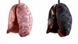 Healthy and rotten  lungs rotation. Loopable