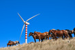 wind generator and horses
