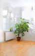 Ficus tree in empty room Ficus tree in empty room