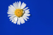 Gänseblümchen