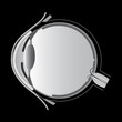 eye anatomy