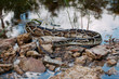Burmese Python