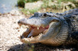 Aggressive Alligator
