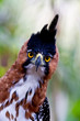 hawk eagle front