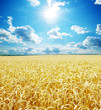 wheat field