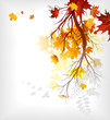 Maple autumn  leaves