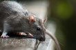 Photo: Rat Rat