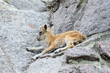 mountain goat in the Moscow Zoo, Russia