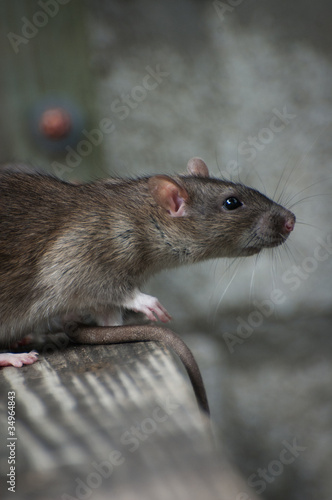Photo: Rat Rat