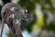 Photo: Rat Rat