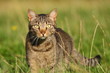 Katze in Abendsonne