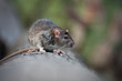 Rat