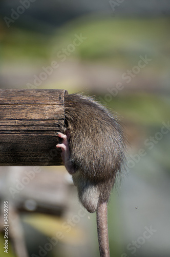 Photo: Rat Rat