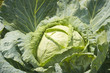 cabbage